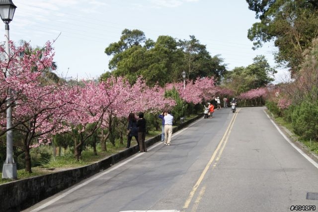 2013.2.1美好的早晨,留給美好的事物花園新城櫻花況分享(30p)