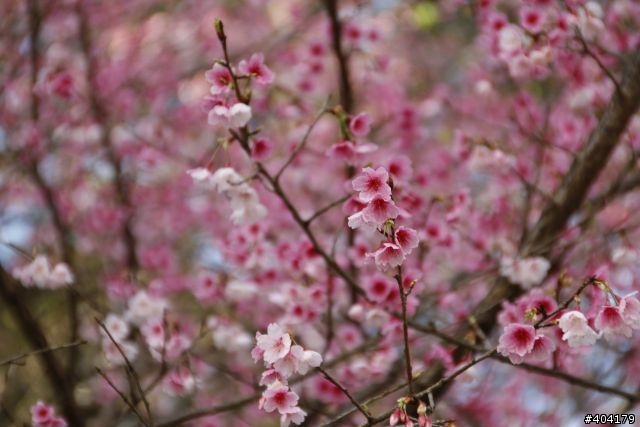 2013.2.1美好的早晨,留給美好的事物花園新城櫻花況分享(30p)