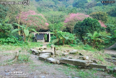 【賞櫻】百年山櫻王,現身新北汐止?