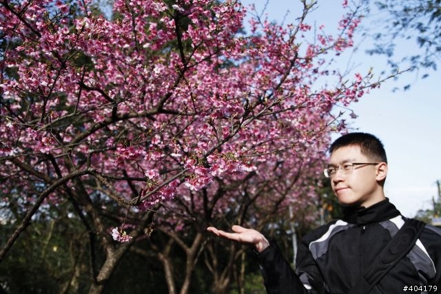 2013.2.1美好的早晨,留給美好的事物花園新城櫻花況分享(30p)