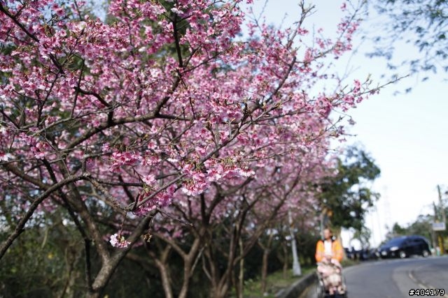 2013.2.1美好的早晨,留給美好的事物花園新城櫻花況分享(30p)