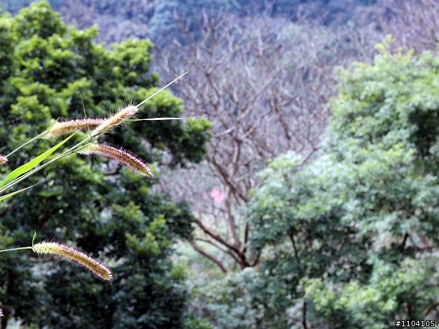 2013-02-01 縣道130走走~(苑裡-大湖)