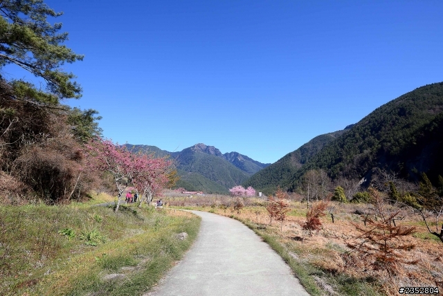 D600‧2013武陵賞櫻趣(圖多..)