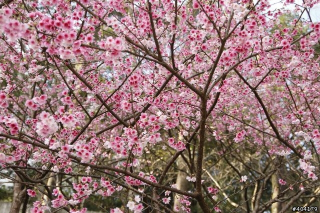 2013.2.1美好的早晨,留給美好的事物花園新城櫻花況分享(30p)