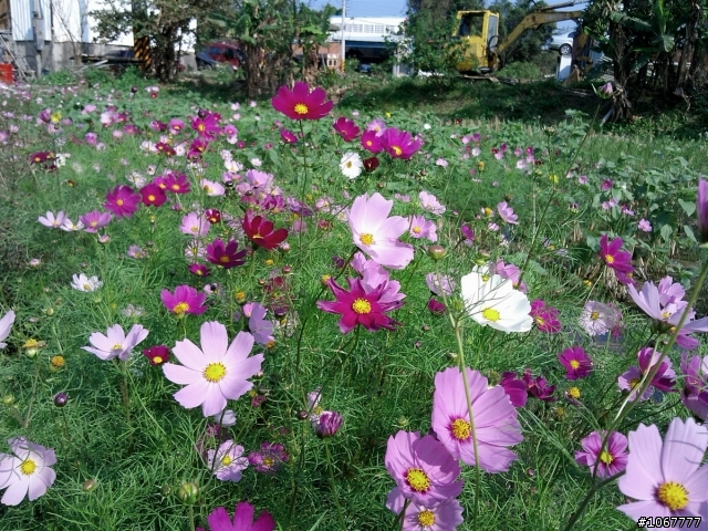 <推薦>關埔的後花園-頭前溪單車步道(純分享-牛埔好戰哥勿來亂)