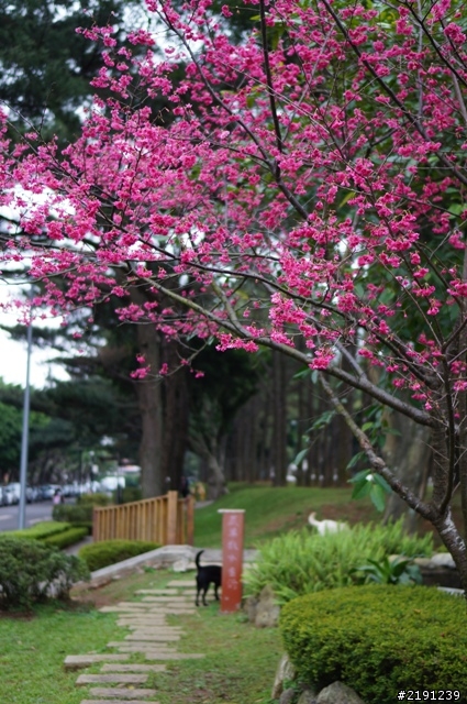 Sony E-mount SEL35f18 心得分享