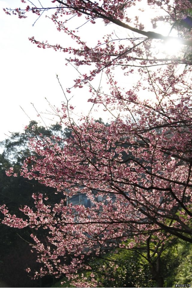 2013.2.1美好的早晨,留給美好的事物花園新城櫻花況分享(30p)