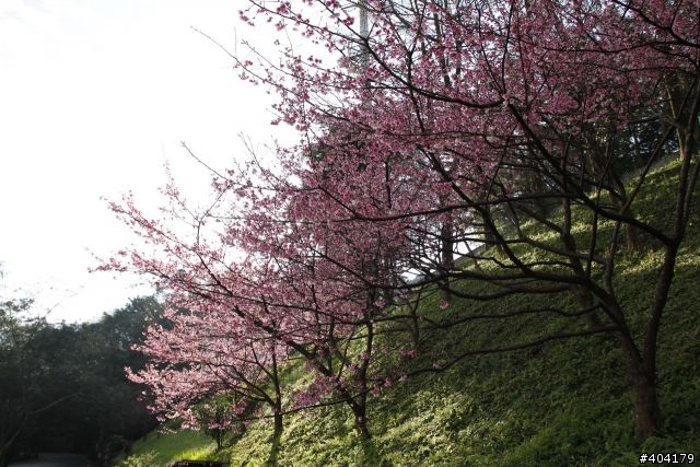 2013.2.1美好的早晨,留給美好的事物花園新城櫻花況分享(30p)