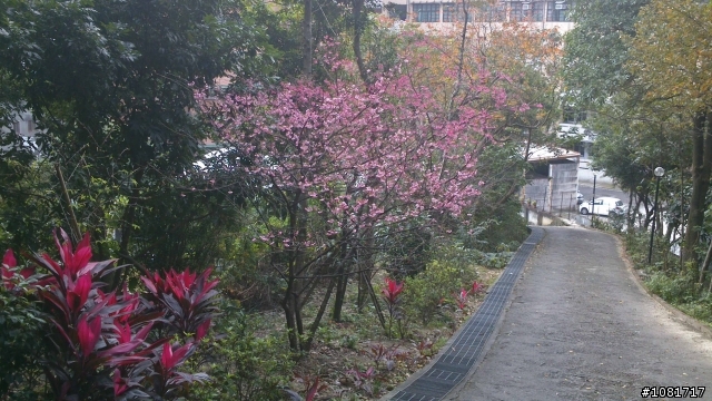 中和高中後山-嘉穗公園
