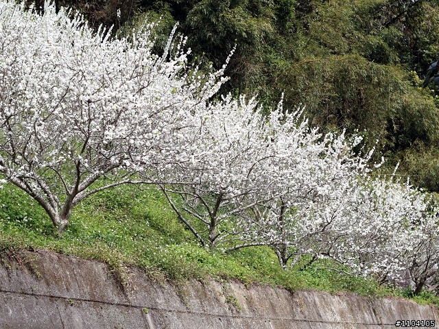 2013-02-01 縣道130走走~(苑裡-大湖)