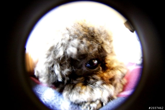 LENSBABY COMPOSER PRO & FISHEYE OPTIC 魚眼鏡頭