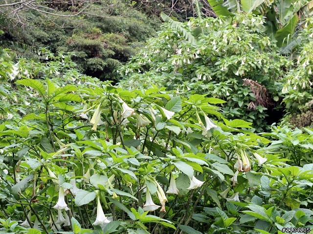 2013-02-01 縣道130走走~(苑裡-大湖)