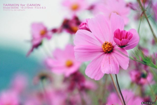 開箱兼分享600D+ TAMARON 18-270mm PZD B008 四處亂拍