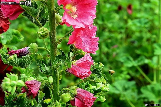 台南學甲竹竿花(蜀葵、一丈紅)