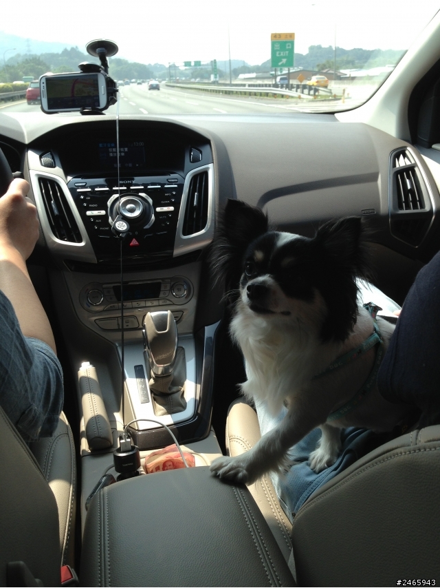 FORD FOCUS 24小時免費開回家之數碼天空