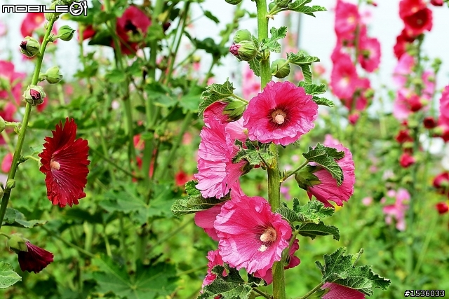 台南學甲竹竿花(蜀葵、一丈紅)