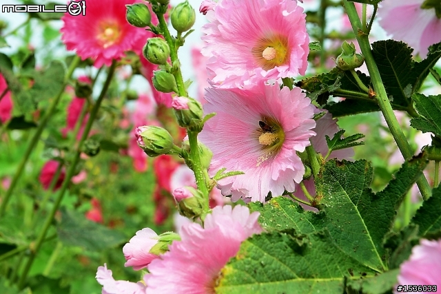 台南學甲竹竿花(蜀葵、一丈紅)