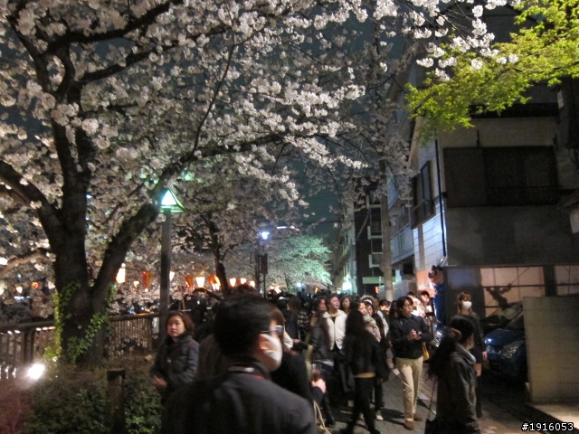 日大大さくら祭り/千鳥之淵/靖國神社/新宿御苑/目黑川賞櫻