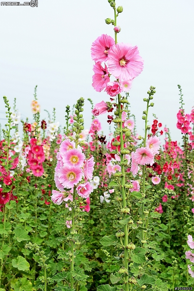 台南學甲竹竿花(蜀葵、一丈紅)