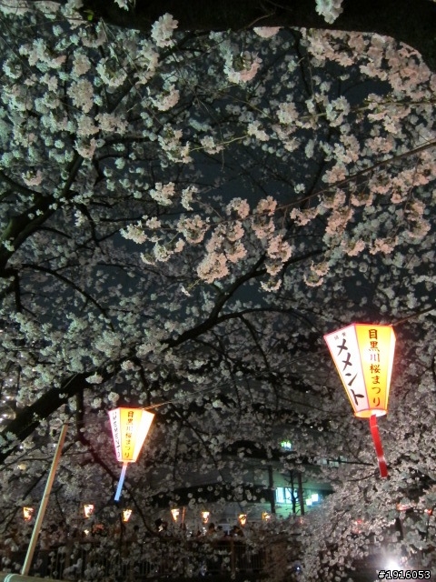 日大大さくら祭り/千鳥之淵/靖國神社/新宿御苑/目黑川賞櫻