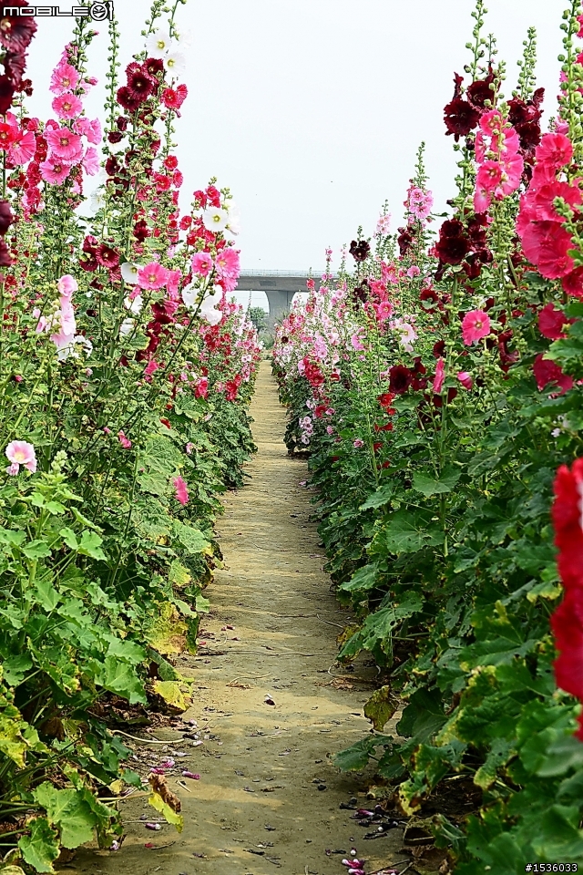 台南學甲竹竿花(蜀葵、一丈紅)