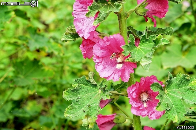 台南學甲竹竿花(蜀葵、一丈紅)