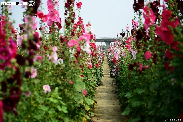 台南學甲竹竿花(蜀葵、一丈紅)