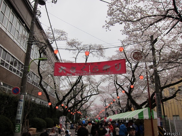 日大大さくら祭り/千鳥之淵/靖國神社/新宿御苑/目黑川賞櫻