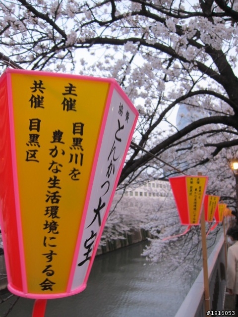 日大大さくら祭り/千鳥之淵/靖國神社/新宿御苑/目黑川賞櫻