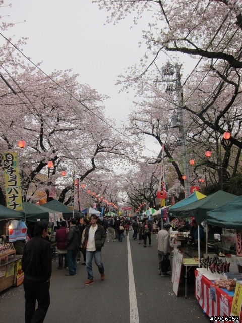 日大大さくら祭り/千鳥之淵/靖國神社/新宿御苑/目黑川賞櫻