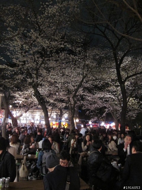 日大大さくら祭り/千鳥之淵/靖國神社/新宿御苑/目黑川賞櫻