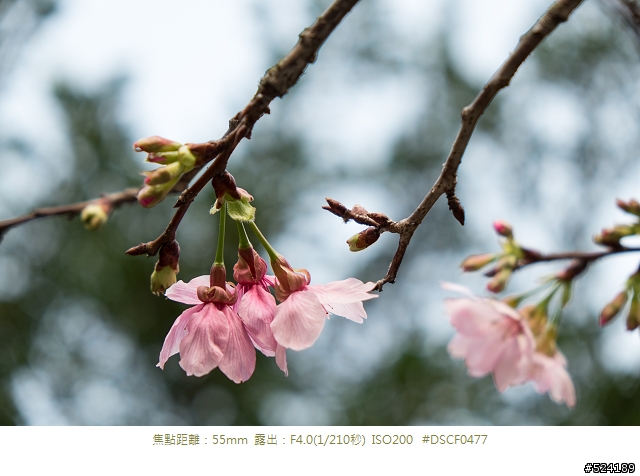 復古外觀,經典內涵 Fujifilm X-E1 心得分享
