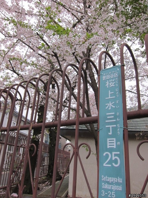 日大大さくら祭り/千鳥之淵/靖國神社/新宿御苑/目黑川賞櫻