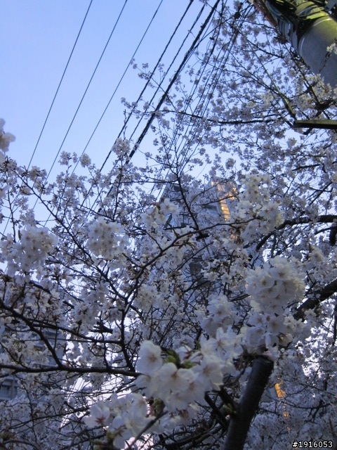 日大大さくら祭り/千鳥之淵/靖國神社/新宿御苑/目黑川賞櫻
