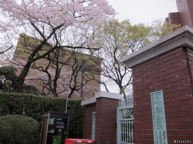 日大大さくら祭り/千鳥之淵/靖國神社/新宿御苑/目黑川賞櫻