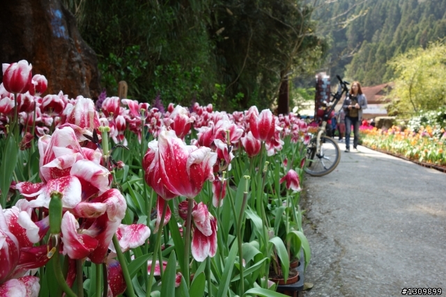 2013挑戰杉林溪兩大美景,洛陽牡丹、忘憂森林,