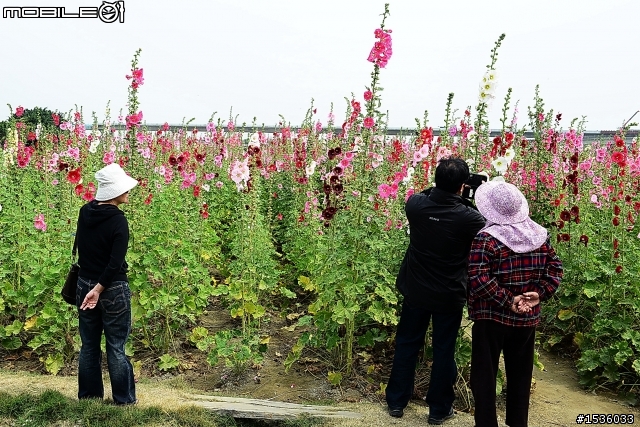 台南學甲竹竿花(蜀葵、一丈紅)
