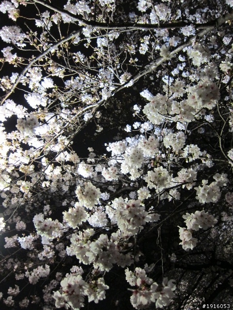 日大大さくら祭り/千鳥之淵/靖國神社/新宿御苑/目黑川賞櫻