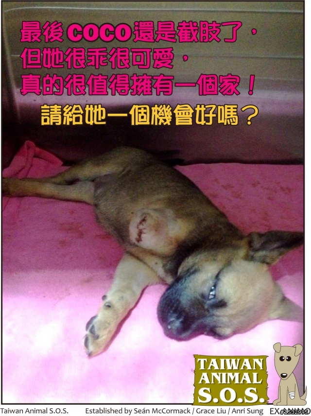 【認養】7週大的三腳小幼犬COCO在等家