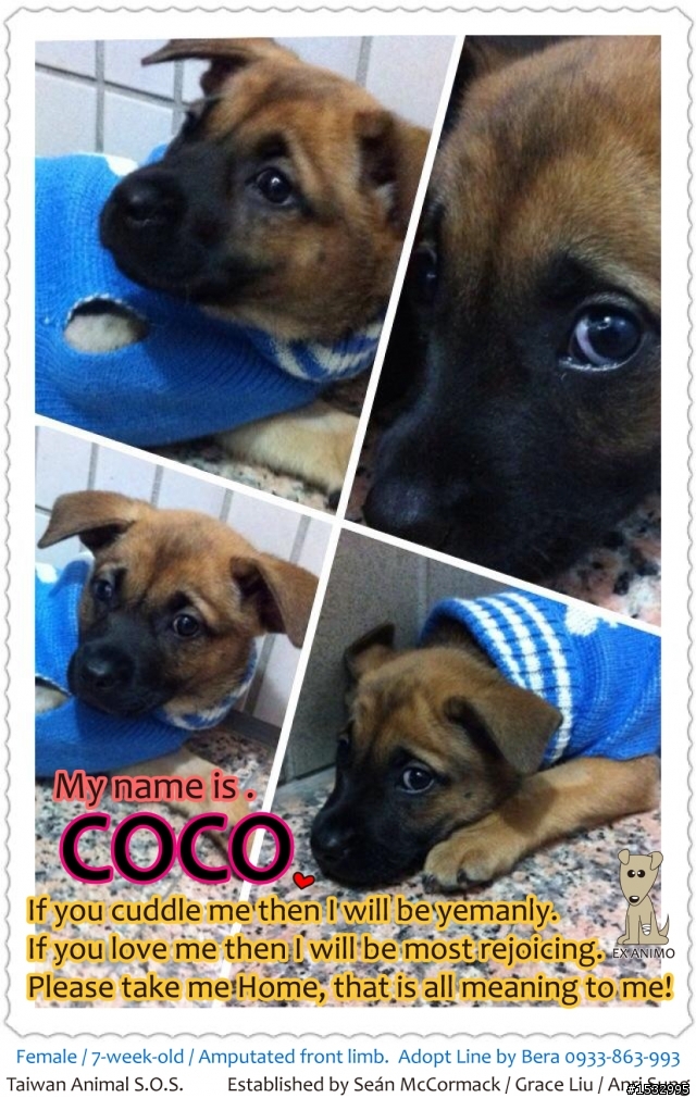 【認養】7週大的三腳小幼犬COCO在等家