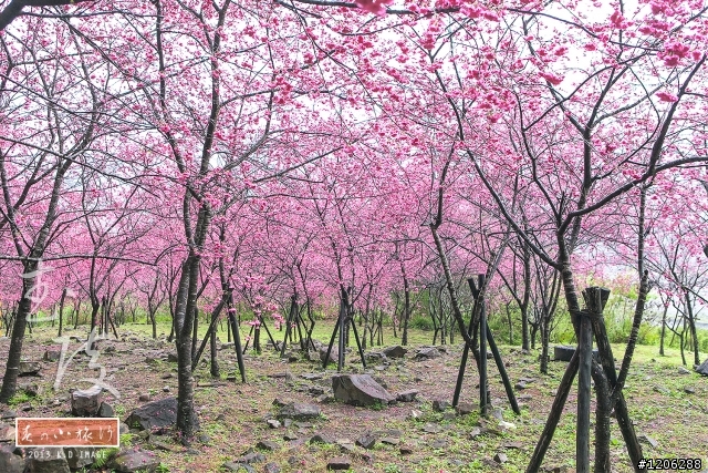 【台中‧武陵農場】夢境般的櫻花林