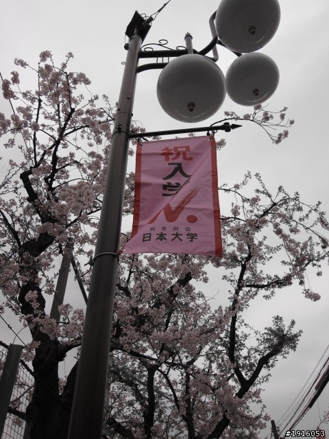 日大大さくら祭り/千鳥之淵/靖國神社/新宿御苑/目黑川賞櫻
