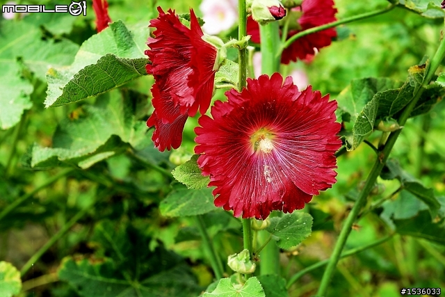 台南學甲竹竿花(蜀葵、一丈紅)