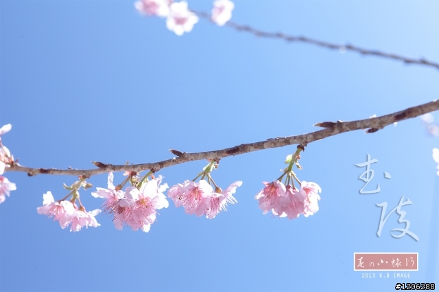 【台中‧武陵農場】夢境般的櫻花林