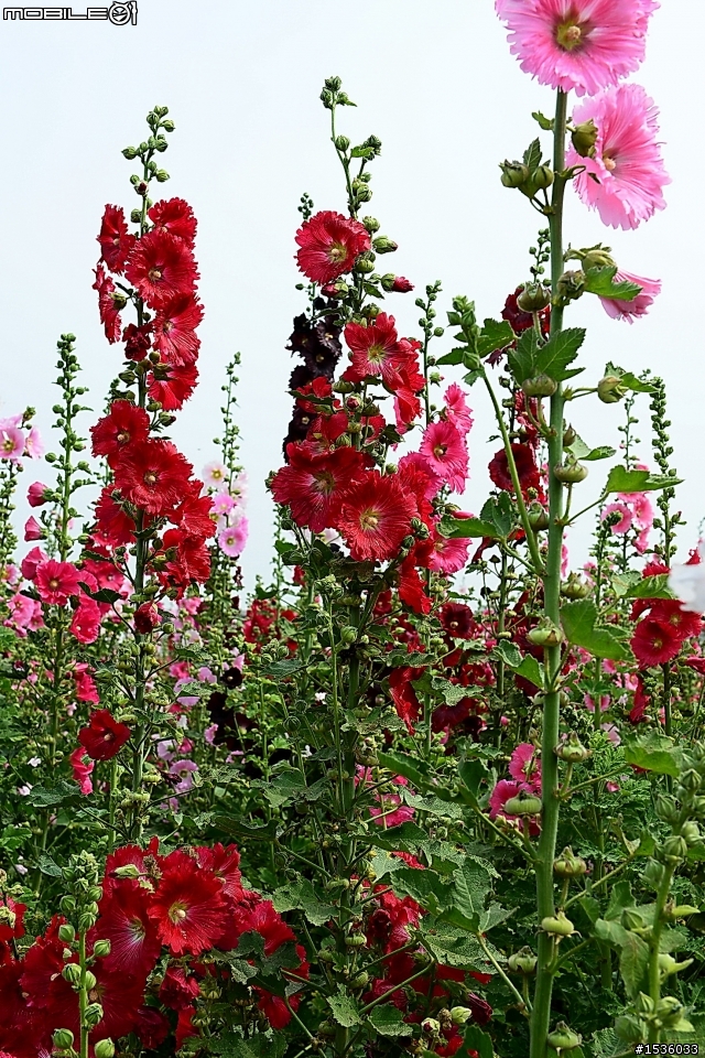 台南學甲竹竿花(蜀葵、一丈紅)