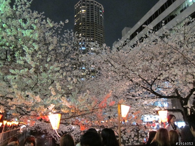 日大大さくら祭り/千鳥之淵/靖國神社/新宿御苑/目黑川賞櫻
