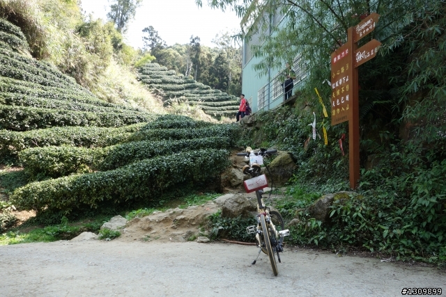 2013挑戰杉林溪兩大美景,洛陽牡丹、忘憂森林,