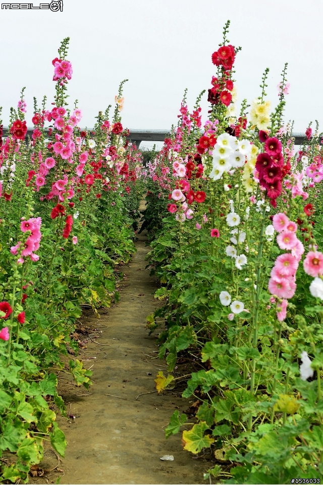 台南學甲竹竿花(蜀葵、一丈紅)