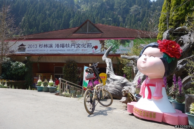 2013挑戰杉林溪兩大美景,洛陽牡丹、忘憂森林,