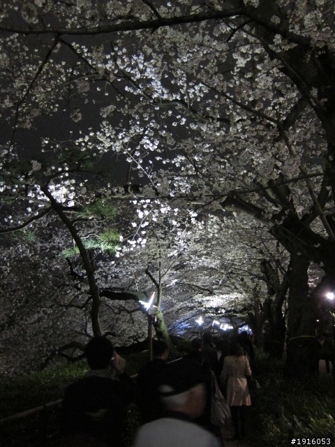 日大大さくら祭り/千鳥之淵/靖國神社/新宿御苑/目黑川賞櫻
